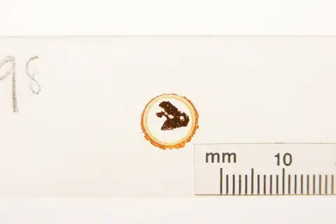 Dokumentasi YPM PB 040423 dengan identifikasi pada sumber Cycadeoidea paynei. Isi dan label gambar dipertahankan.