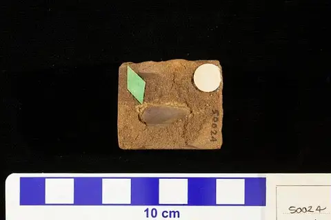 Dokumentasi USNM P50024 dengan identifikasi pada sumber Cycadeospermum lineatum. Isi dan label gambar dipertahankan.