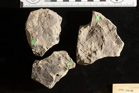 Dokumentasi USNM P3756 dengan identifikasi pada sumber Cycadeospermum rotundatum. Isi dan label gambar dipertahankan.
