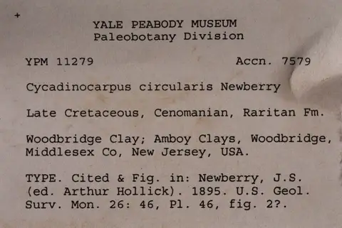 Dokumentasi YPM PB 011279 dengan identifikasi pada sumber Cycadinocarpus circularis. Isi dan label gambar dipertahankan.