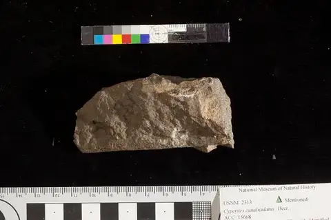 Dokumentasi USNM P2313 dengan identifikasi pada sumber Cyperacites canaliculatus. Isi dan label gambar dipertahankan.