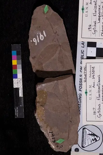 Dokumentasi USNM P1917 dengan identifikasi pada sumber Cytisus florissantianus. Isi dan label gambar dipertahankan.