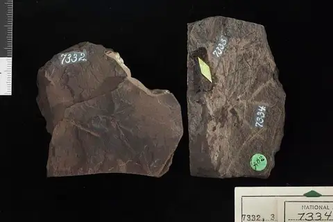 Dokumentasi USNM P7333 dengan identifikasi pada sumber Czekanowskia nervosa. Isi dan label gambar dipertahankan.