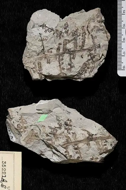 Dokumentasi USNM P35221A dengan identifikasi pada sumber Dennstaedtia fremonti. Isi dan label gambar dipertahankan.