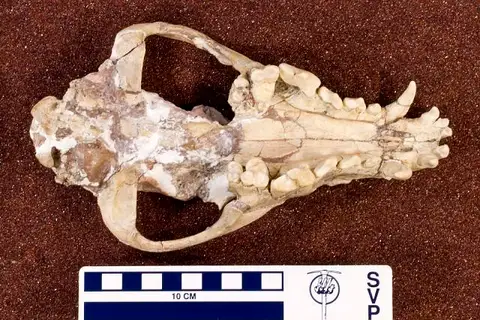 Dokumentasi USNM V12862 dengan identifikasi pada sumber Canis edwardii. Isi dan label gambar dipertahankan.