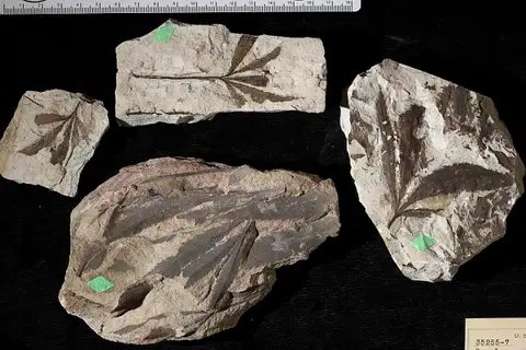 Dokumentasi USNM P35255 dengan identifikasi pada sumber Dewalquea pulchella. Isi dan label gambar dipertahankan.