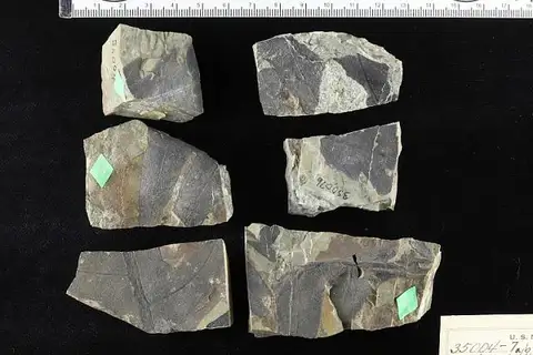 Dokumentasi USNM P35005 dengan identifikasi pada sumber Dictyophyllum nilssoni. Isi dan label gambar dipertahankan.