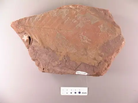 Dokumentasi YPM PB 023720 dengan identifikasi pada sumber Quercus microdentata. Isi dan label gambar dipertahankan.