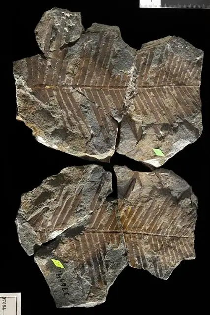 Dokumentasi USNM P37694 dengan identifikasi pada sumber Dioonites carnallianus. Isi dan label gambar dipertahankan.