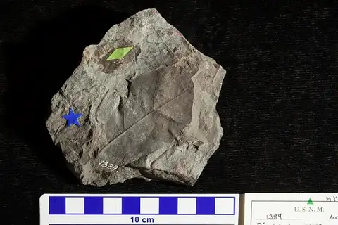 Dokumentasi USNM P1389 dengan identifikasi pada sumber Diospyros anceps. Isi dan label gambar dipertahankan.