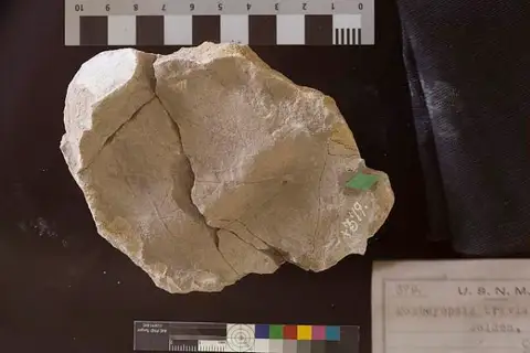 Dokumentasi USNM P379 dengan identifikasi pada sumber Dombeyopsis trivialis. Isi dan label gambar dipertahankan.