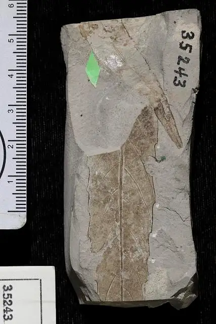 Dokumentasi USNM P35243 dengan identifikasi pada sumber Dryandroides lanceolata. Isi dan label gambar dipertahankan.
