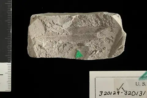 Dokumentasi USNM PAL320129 dengan identifikasi pada sumber Dryophyllum gracile. Isi dan label gambar dipertahankan.