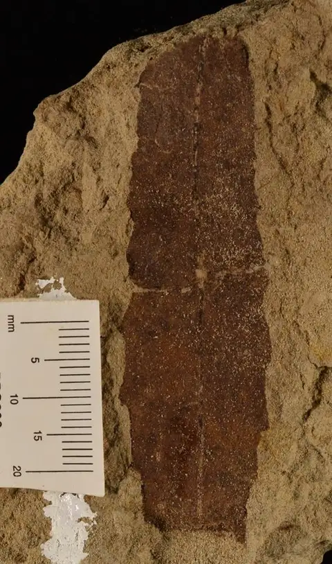 Dokumentasi YPM PB 007164.A dengan identifikasi pada sumber Dryophyllum subfalcatum. Isi dan label gambar dipertahankan.