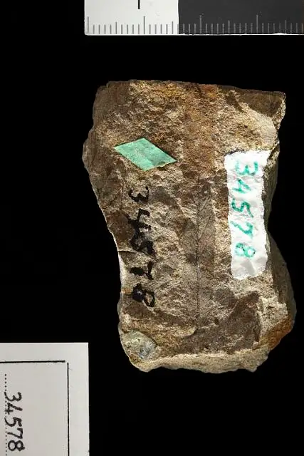 Dokumentasi USNM P34578 dengan identifikasi pada sumber Dryophyllum tennesseensis. Isi dan label gambar dipertahankan.