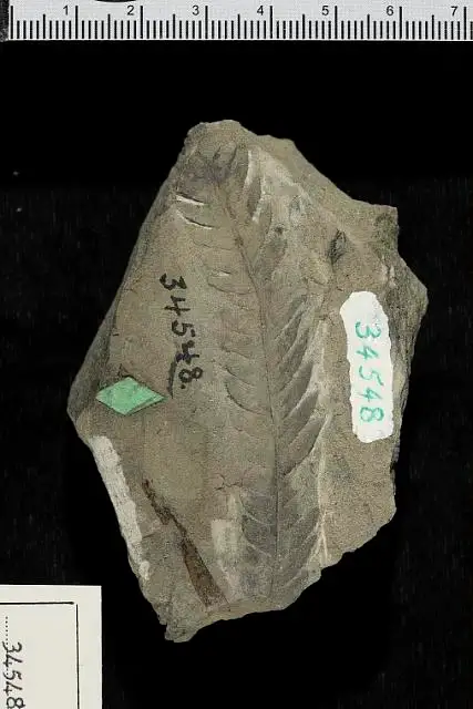 Dokumentasi USNM P34548 dengan identifikasi pada sumber Dryopteris cladophleboides. Isi dan label gambar dipertahankan.