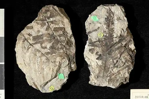Dokumentasi USNM P35220 dengan identifikasi pada sumber Dryopteris coloradensis. Isi dan label gambar dipertahankan.