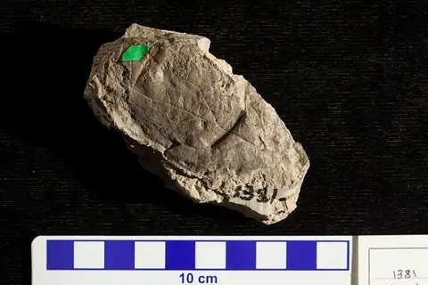 Dokumentasi USNM P1381EL dengan identifikasi pada sumber Elaeodendron helveticum. Isi dan label gambar dipertahankan.