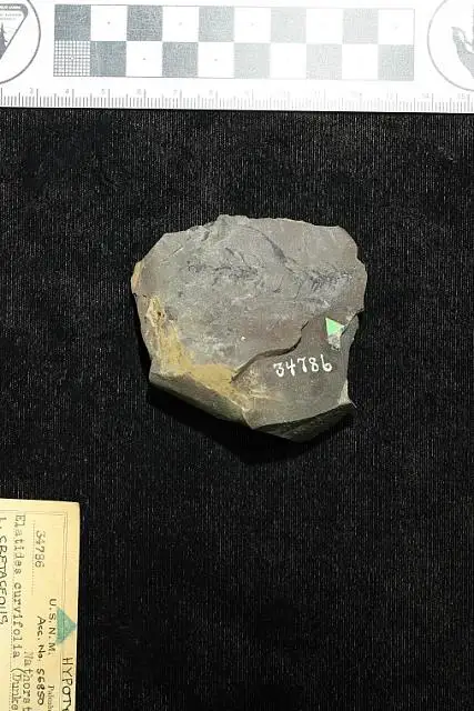 Dokumentasi USNM P34786 dengan identifikasi pada sumber Elatides curvifolia. Isi dan label gambar dipertahankan.