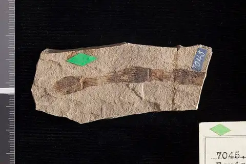 Dokumentasi USNM P7045 dengan identifikasi pada sumber Equisetum wyomingense. Isi dan label gambar dipertahankan.