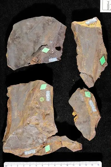 Dokumentasi USNM P34336 dengan identifikasi pada sumber Eucalyptus latifolia. Isi dan label gambar dipertahankan.