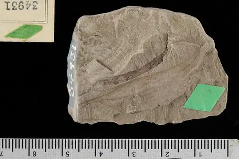 Dokumentasi USNM P34931 dengan identifikasi pada sumber Eugenia tuscaloosensis. Isi dan label gambar dipertahankan.