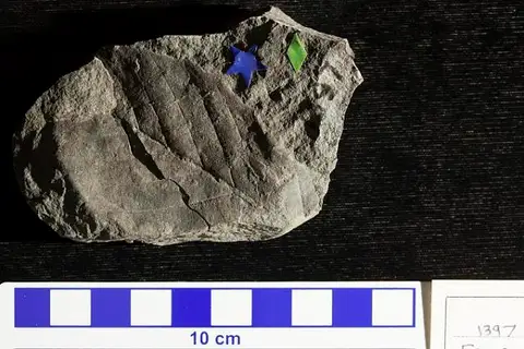 Dokumentasi USNM P1397 dengan identifikasi pada sumber Fagus deucalionis. Isi dan label gambar dipertahankan.