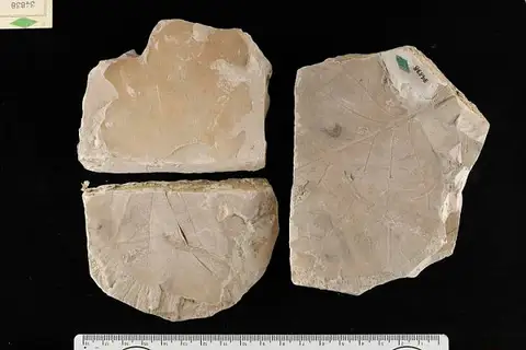 Dokumentasi USNM P34838 dengan identifikasi pada sumber Ficus alabamensis. Isi dan label gambar dipertahankan.