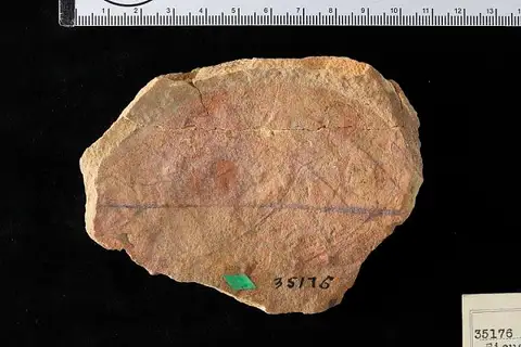 Dokumentasi USNM P35176 dengan identifikasi pada sumber Ficus baueri. Isi dan label gambar dipertahankan.