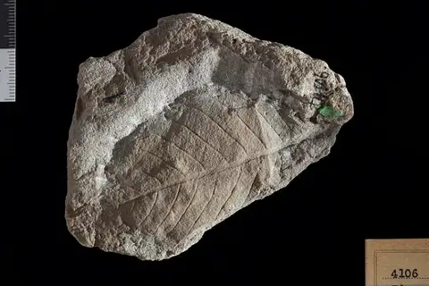 Dokumentasi USNM P4106 dengan identifikasi pada sumber Ficus crossii. Isi dan label gambar dipertahankan.