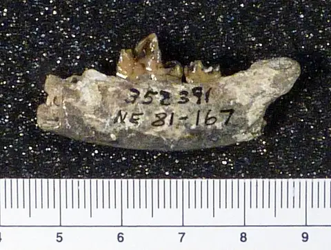 Dokumentasi USNM PAL352391 dengan identifikasi pada sumber Leptocyon vafer. Isi dan label gambar dipertahankan.