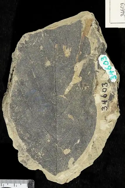 Dokumentasi USNM P34603 dengan identifikasi pada sumber Ficus denveriana. Isi dan label gambar dipertahankan.