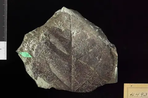 Dokumentasi USNM P4493 dengan identifikasi pada sumber Ficus haguei. Isi dan label gambar dipertahankan.