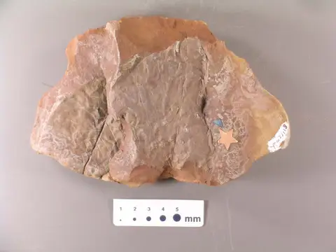 Dokumentasi YPM PB 023718 dengan identifikasi pada sumber Ficus harrisiana. Isi dan label gambar dipertahankan.