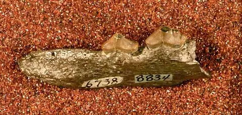 Dokumentasi USNM V8834 dengan identifikasi pada sumber Vulpes palmaria. Isi dan label gambar dipertahankan.