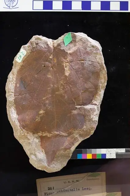 Dokumentasi USNM P281 dengan identifikasi pada sumber Ficus occidentalis. Isi dan label gambar dipertahankan.