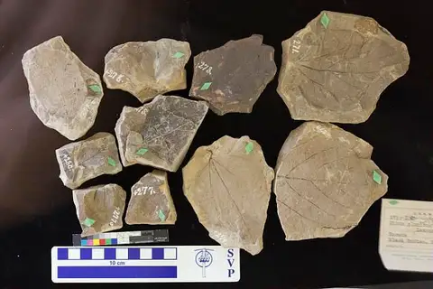 Dokumentasi USNM P271 dengan identifikasi pada sumber Ficus planicostata. Isi dan label gambar dipertahankan.