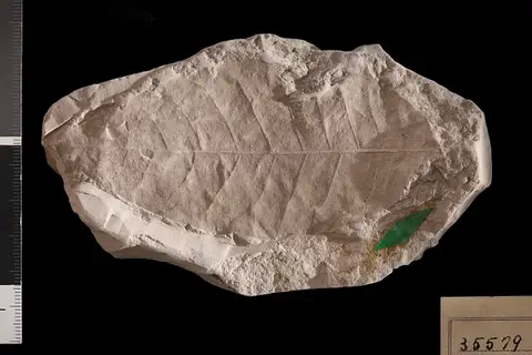 Dokumentasi USNM P35579 dengan identifikasi pada sumber Ficus puryearensis. Isi dan label gambar dipertahankan.