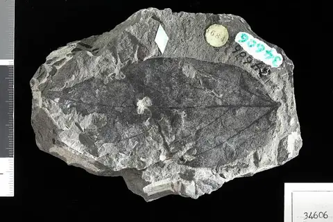 Dokumentasi USNM P34606 dengan identifikasi pada sumber Ficus schimperi. Isi dan label gambar dipertahankan.