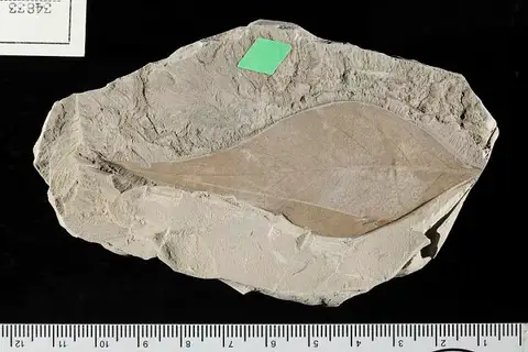 Dokumentasi USNM P34833 dengan identifikasi pada sumber Ficus shirleyensis. Isi dan label gambar dipertahankan.