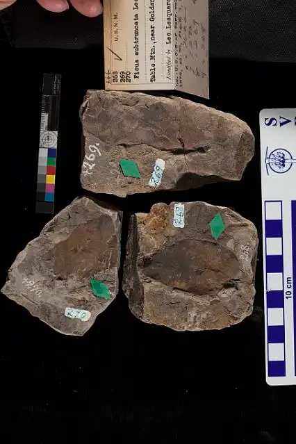 Dokumentasi USNM P269 dengan identifikasi pada sumber Ficus subtruncata. Isi dan label gambar dipertahankan.