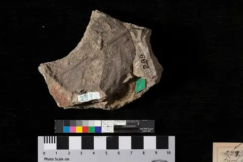 Dokumentasi USNM P299 dengan identifikasi pada sumber Ficus uncata. Isi dan label gambar dipertahankan.