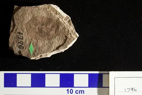 Dokumentasi USNM P1796 dengan identifikasi pada sumber Fraxinus abbreviata. Isi dan label gambar dipertahankan.