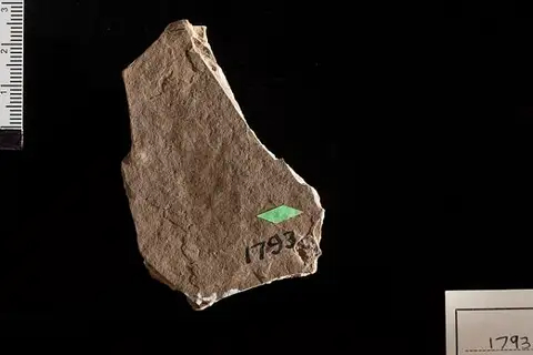 Dokumentasi USNM P1793 dengan identifikasi pada sumber Fraxinus heerii. Isi dan label gambar dipertahankan.