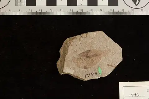 Dokumentasi USNM P1795 dengan identifikasi pada sumber Fraxinus libbeyi. Isi dan label gambar dipertahankan.