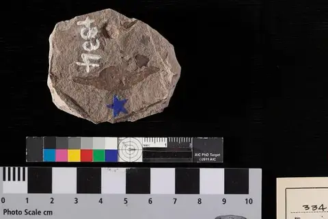 Dokumentasi USNM P334 dengan identifikasi pada sumber Fraxinus praedicta. Isi dan label gambar dipertahankan.