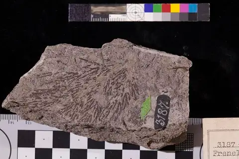 Dokumentasi USNM P3187B dengan identifikasi pada sumber Frenelopsis ramosissima. Isi dan label gambar dipertahankan.