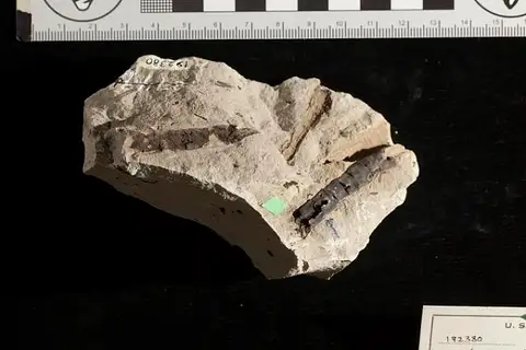 Dokumentasi USNM PAL192380 dengan identifikasi pada sumber Frenelopsis varians. Isi dan label gambar dipertahankan.