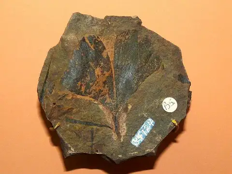 Dokumentasi USNM P34125 dengan identifikasi pada sumber Ginkgo digitata. Isi dan label gambar dipertahankan.