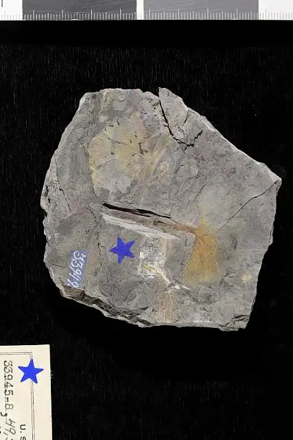 Dokumentasi USNM P33949 dengan identifikasi pada sumber Ginkgo sibirica. Isi dan label gambar dipertahankan.